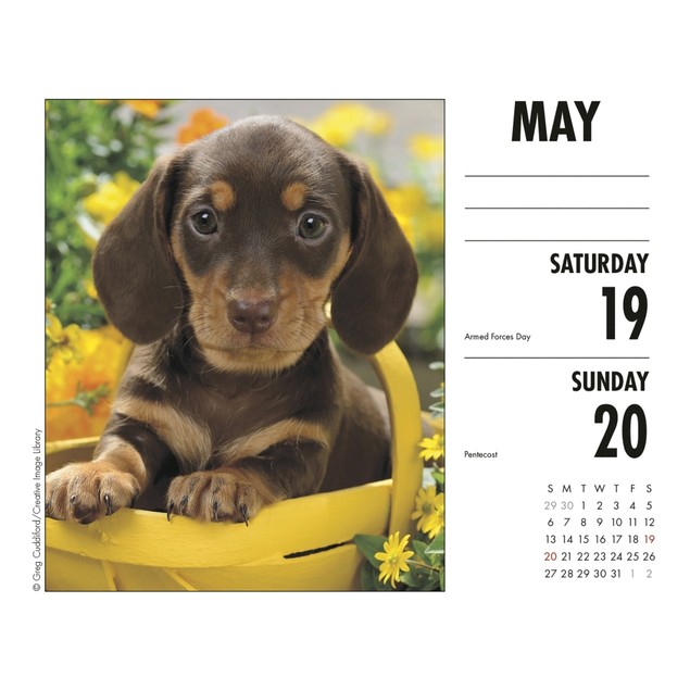 Dachshunds Desk Calendar, Dachshund by Calendars Tanga
